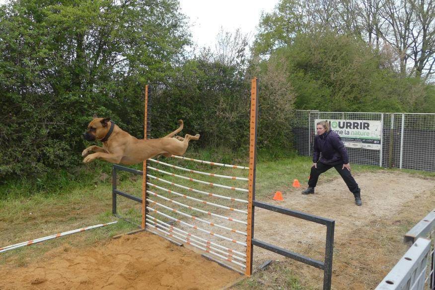 OldExodeBull's Cutty coconuts aka Boston Hedge jump 33