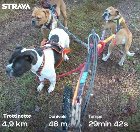 Mushing with three Leavitt Bulldog