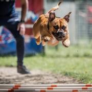 Oldexodebull s cutty coconuts aka boston long jump