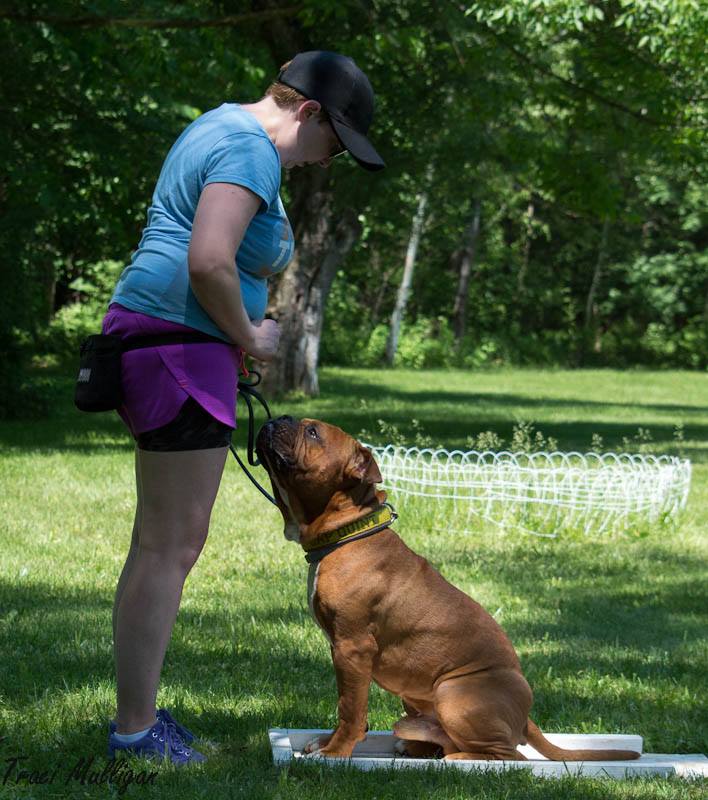 Bella Bulldogges Captain Quint