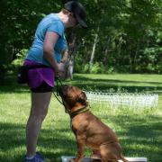 Bella Bulldogges Captain Quint