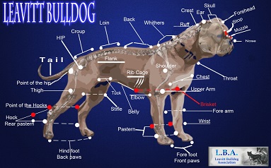 leavitt bulldog body diagram